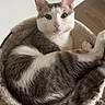 Kitty is registered to the contest to win money with this photo: cat, pet, animal, fur, cozy, bed, resting, indoor, curious, cute, whiskers, ears, tail, feline, sleeping_spot, comfort, domestic, relaxed, white_and_gray, looking