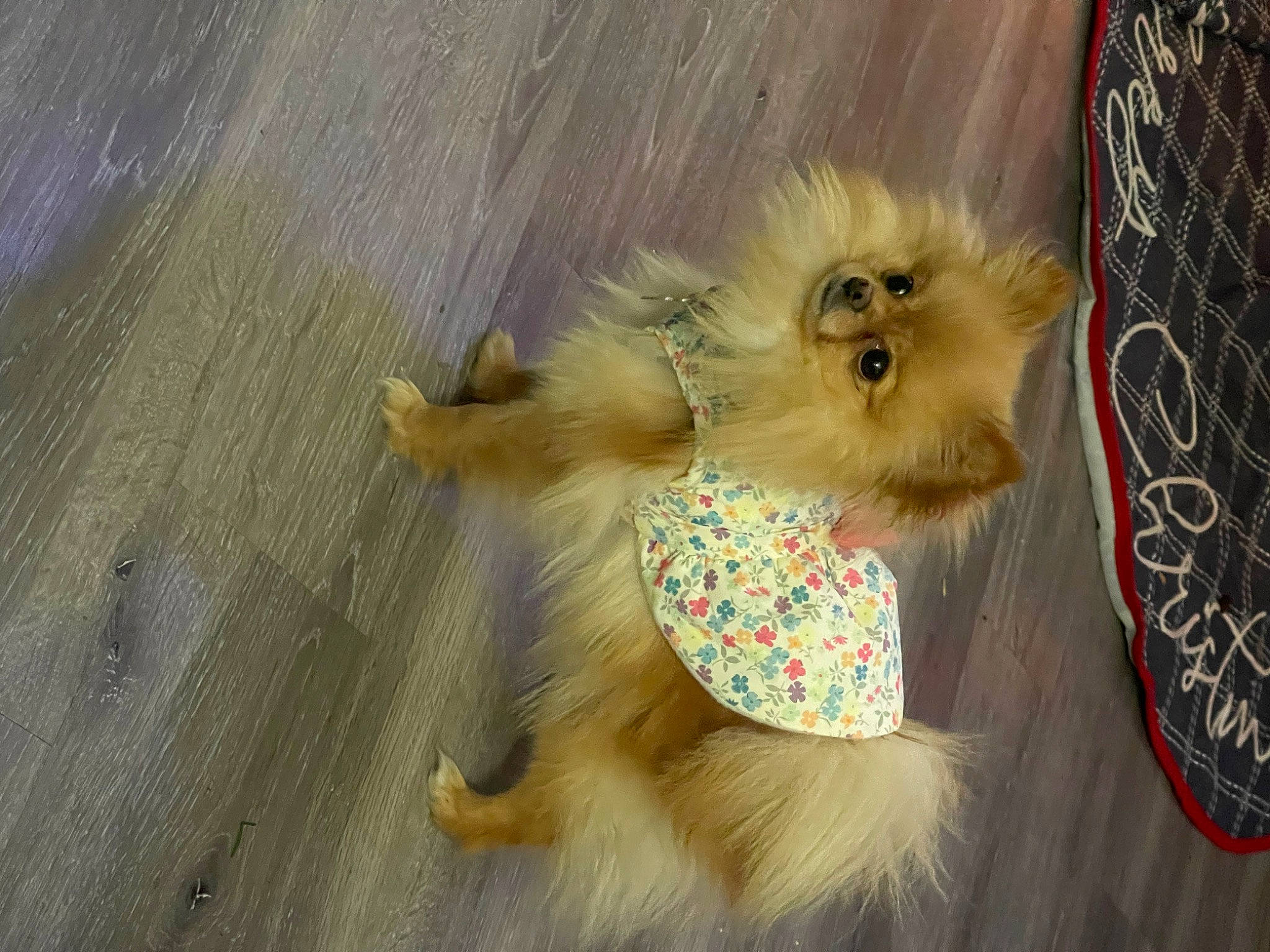 Angel joined the competition — help win amazing prizes! canidae, carnivore, companion_dog, dog, dog_breed, dog_supply, fawn, fur, german_spitz, german_spitz_klein, liver, paw, pet_supply, snout, spitz, sporting_group, tail, toy_dog, wood, working_animal