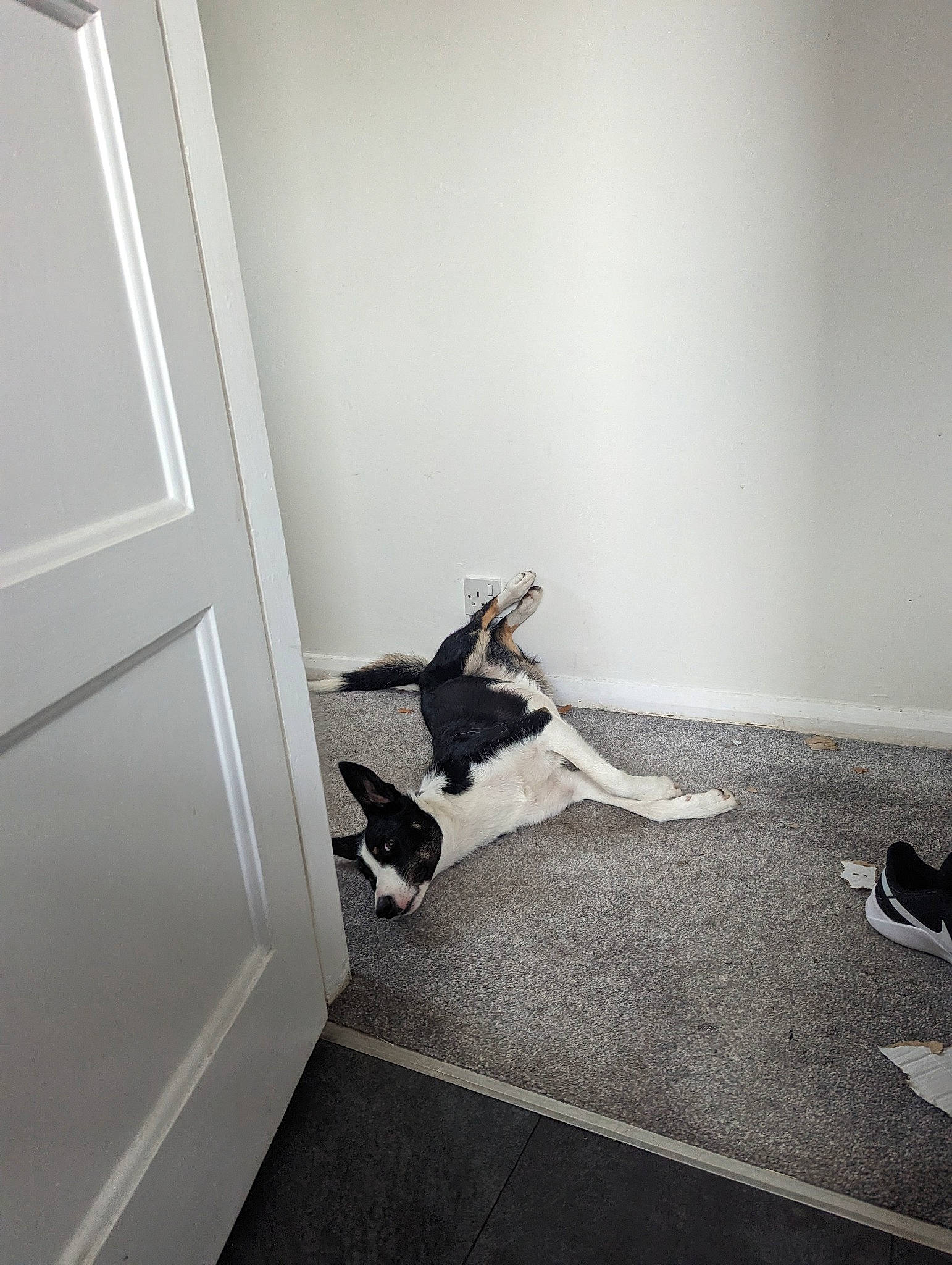 Jenny is registered to the contest to win money with this photo: carnivore, carpet, comfort, companion_dog, dog_breed, door, felidae, floor, flooring, grey, hardwood, home_door, laminate_flooring, room, small_to_medium_sized_cats, tail, tints_and_shades, wall, wood, wood_flooring