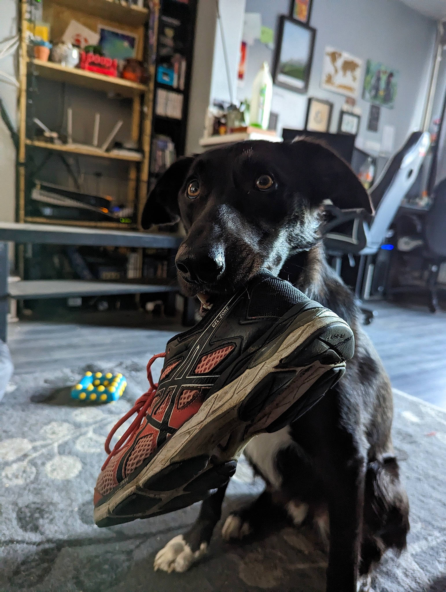 Jake is registered to the contest to win money with this photo: bookcase, canidae, carnivore, collar, companion_dog, dog, dog_breed, dog_collar, dog_supply, fawn, flooring, fur, leash, personal_protective_equipment, pet_supply, picture_frame, shelf, snout, sporting_group, working_animal