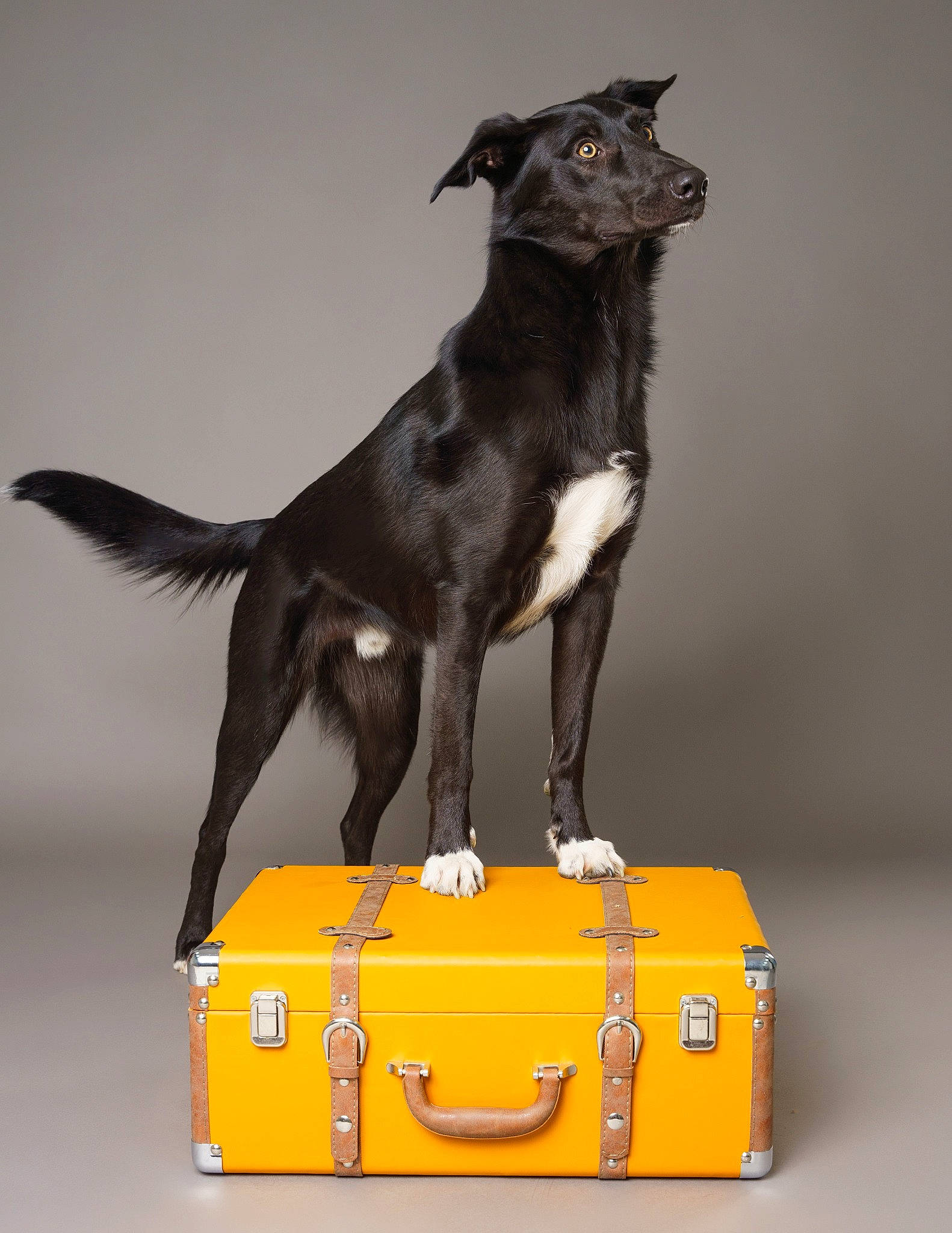Jake joined the competition — help win amazing prizes! bag, baggage, box, canidae, carnivore, collar, companion_dog, dog, dog_breed, dog_collar, fashion_accessory, hunting_dog, liver, luggage_and_bags, pet_supply, snout, sporting_group, tail, terrestrial_animal, working_animal
