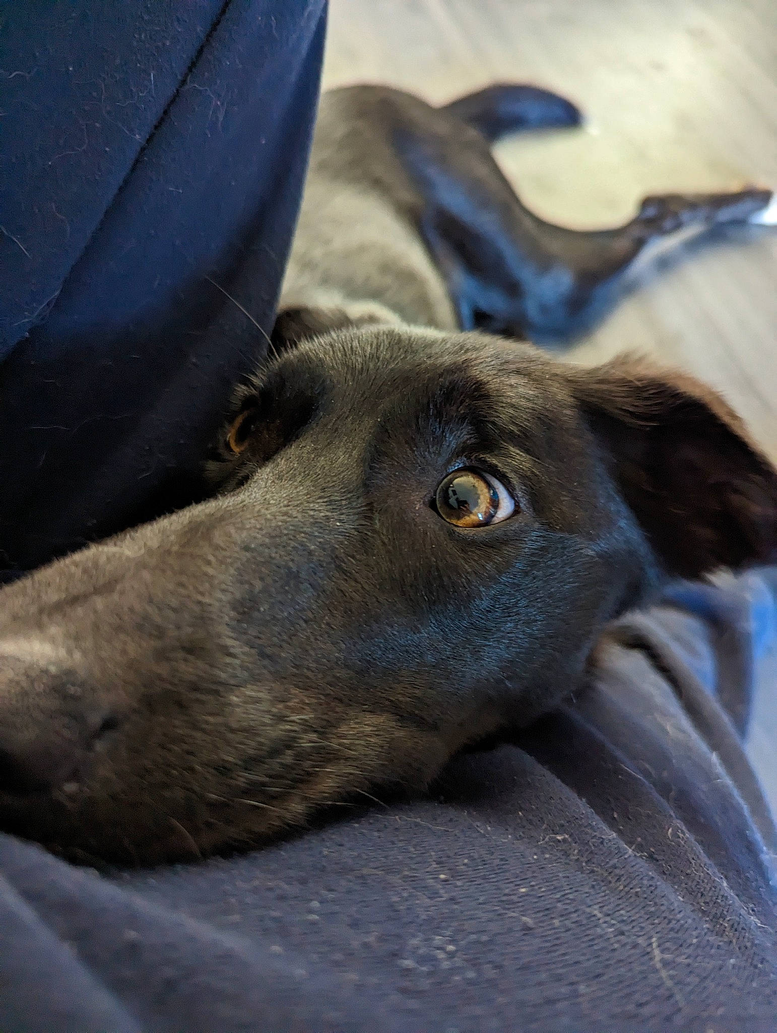 Jake is registered to the contest to win money with this photo: canidae, carnivore, comfort, companion_dog, dog, dog_breed, ear, electric_blue, fawn, fur, liver, non_sporting_group, sporting_group, terrestrial_animal, whiskers, wildlife, working_animal