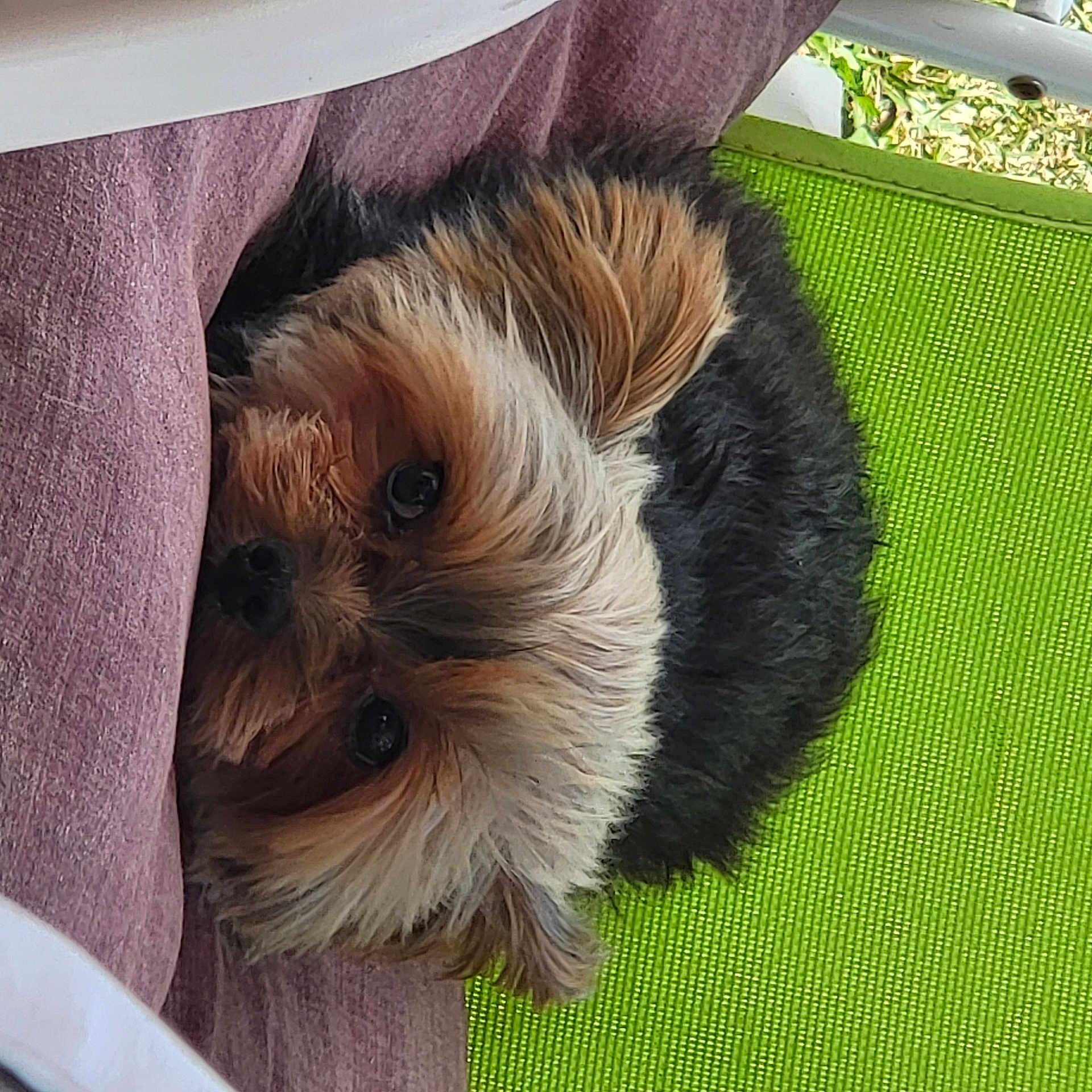 Buddy