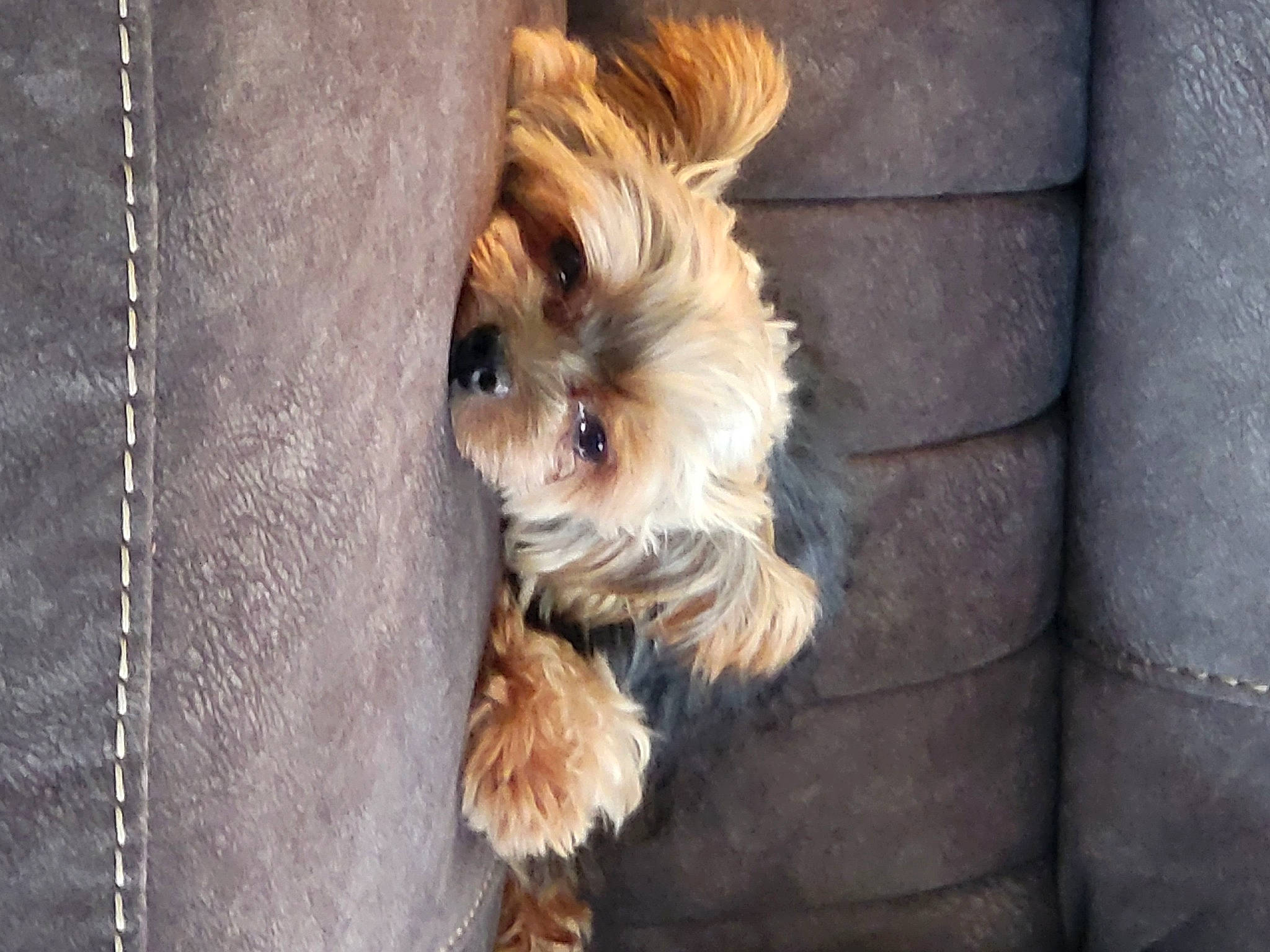 Buddy is registered to the contest to win money with this photo: biewer_terrier, canidae, carnivore, companion_dog, dog, dog_breed, dog_supply, fawn, fur, liver, maltepoo, non_sporting_group, small_terrier, snout, sporting_group, terrier, toy_dog, wood, working_animal, yorkipoo