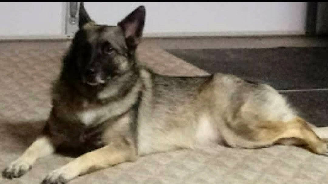 Meeka joined the competition — help win amazing prizes! ancient_dog_breeds, canidae, canis, carnivore, companion_dog, dog, dog_breed, snout, sporting_group, terrestrial_animal, working_animal, working_dog