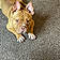 Bruno