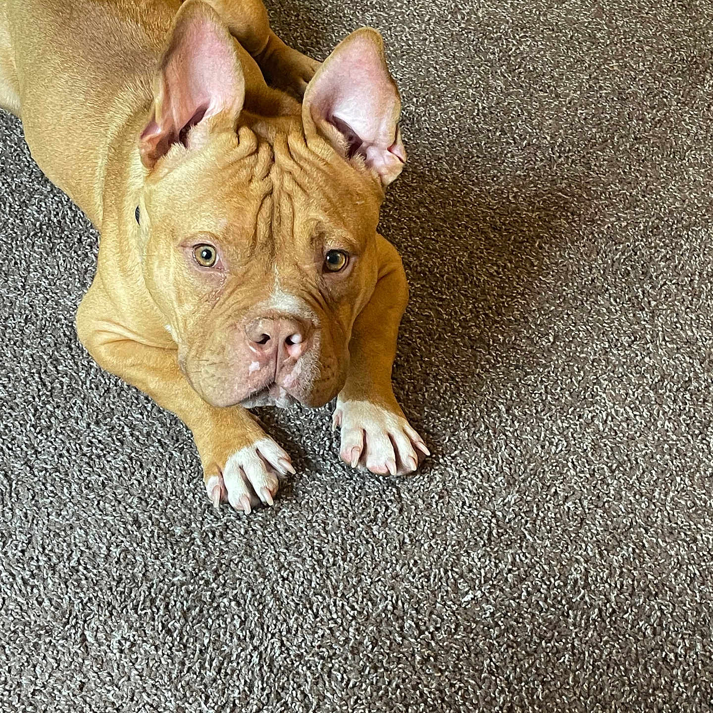 Bruno joined the competition — help win amazing prizes! alert, animal, canine, carpet, companion, cute, dog, domestic_animal, ears, friendly, fur, indoor, looking_up, lying_down, mammal, paws, pet, portrait, resting, tan_dog