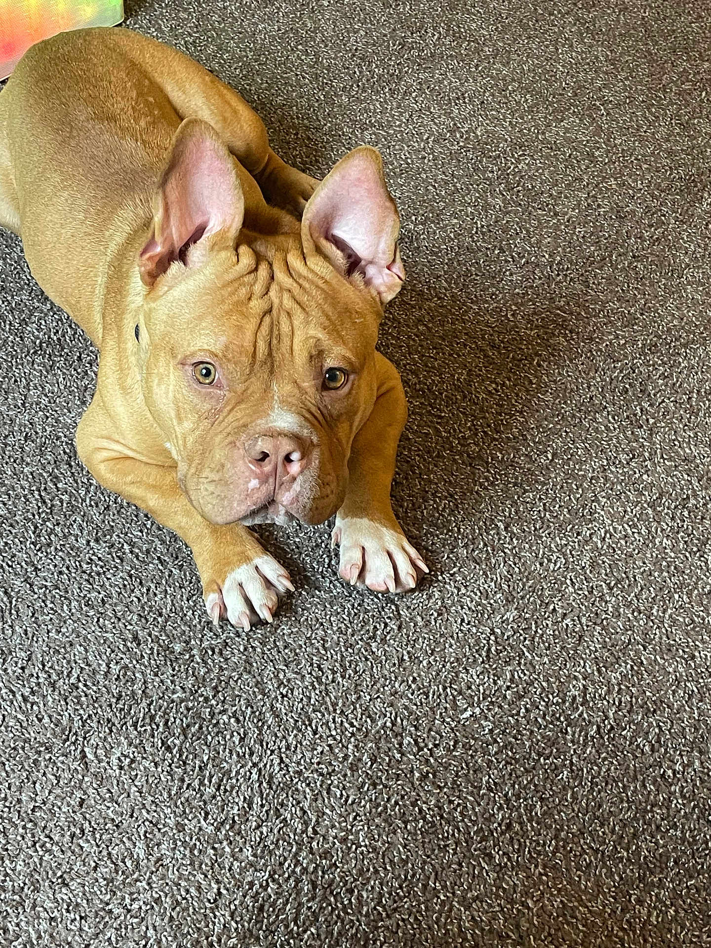 Bruno