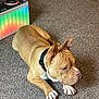 Bruno is registered to the contest to win money with this photo: dog, carpet, indoor, brown_dog, white_paws, black_collar, resting, speaker, led_lights, rainbow_colors, floor, pet, domestic, calm, side_view, animal, fur, ears, nose, paw
