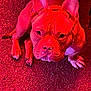 Bruno joined the competition — help win amazing prizes! dog, pet, carpet, indoor, red_light, ears, animal, canine, fur, sitting, looking_up, muscular, paw, nose, wrinkles, expression, floor, domestic_animal, companion, portrait