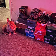 Bruno joined the competition — help win amazing prizes! dog, carpet, shoe_boxes, boots, hat, camouflage, indoor, pet, brown_dog, stacked_boxes, floor, wall, casual, leisure, footwear, sitting, domestic, cozy, room, organized