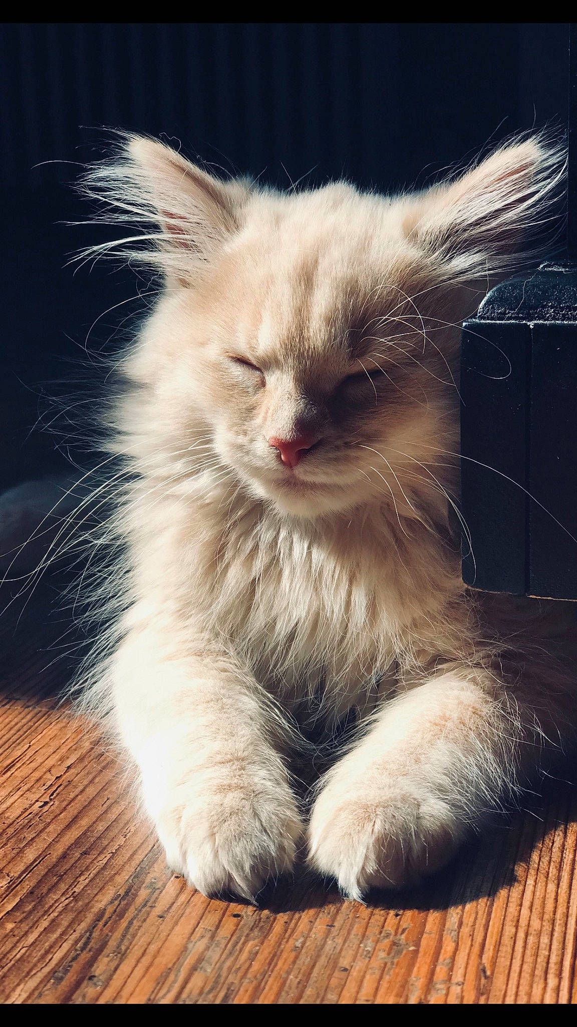 Betty joined the competition — help win amazing prizes! carnivore, cat, claw, comfort, fawn, felidae, fur, hardwood, paw, photo_caption, ragdoll, small_to_medium_sized_cats, snout, tail, terrestrial_animal, whiskers