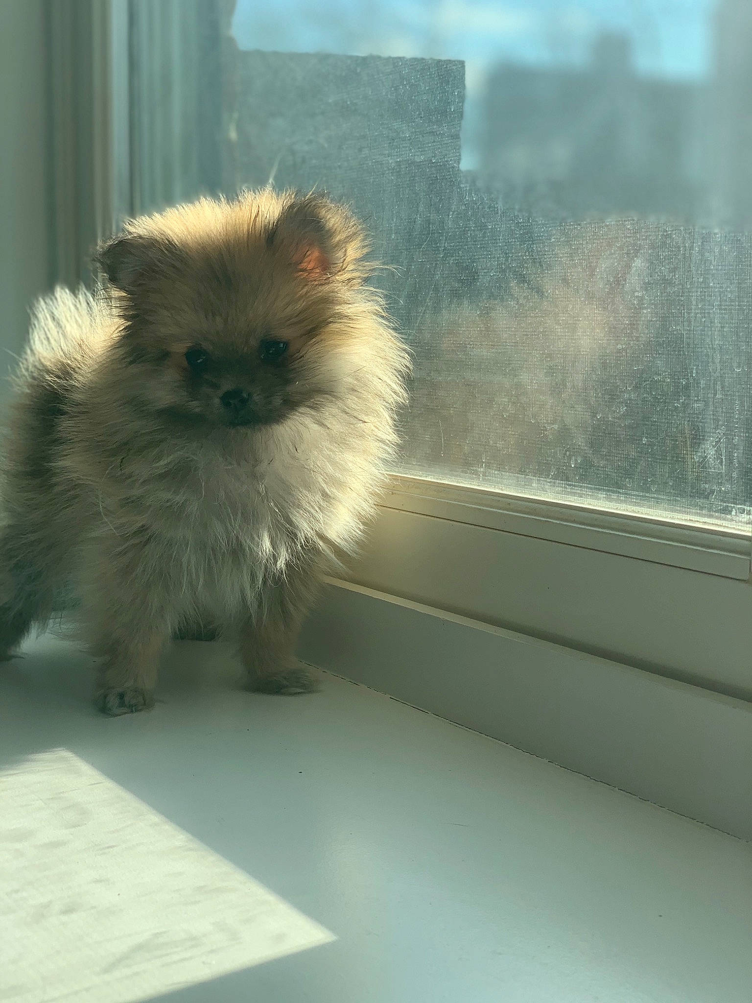 Kami is registered to the contest to win money with this photo: canidae, companion_dog, dog_breed, fawn, felidae, fur, glass, primate, small_to_medium_sized_cats, snout, tail, terrestrial_animal, tints_and_shades, toy_dog, whiskers, wildlife, window, windshield