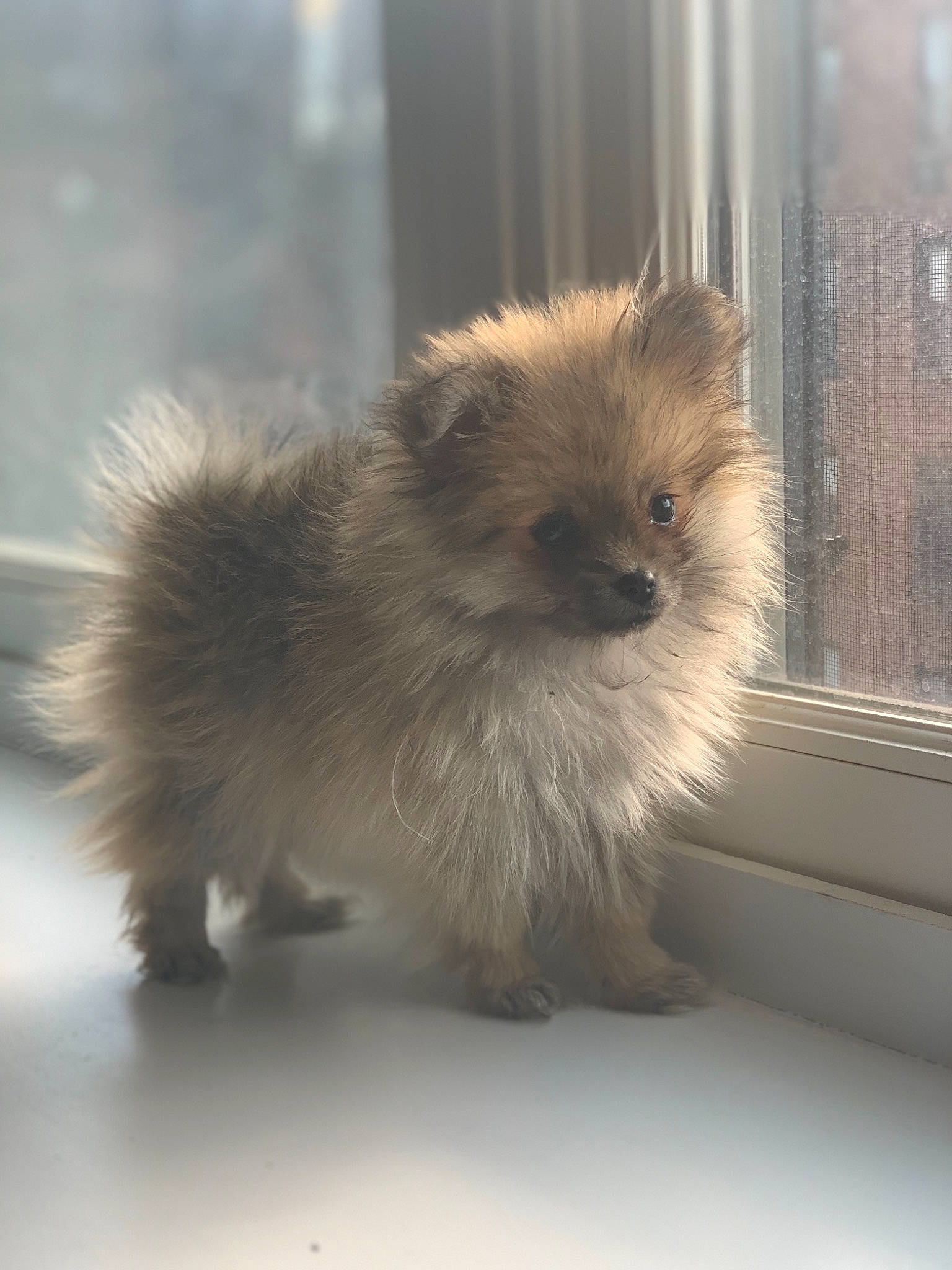 Kami is registered to the contest to win money with this photo: canidae, carnivore, companion_dog, dog, dog_breed, fawn, fur, german_spitz, german_spitz_klein, liver, non_sporting_group, pomeranian, puppy, snout, spitz, toy_dog, transparent_material, whiskers, working_animal