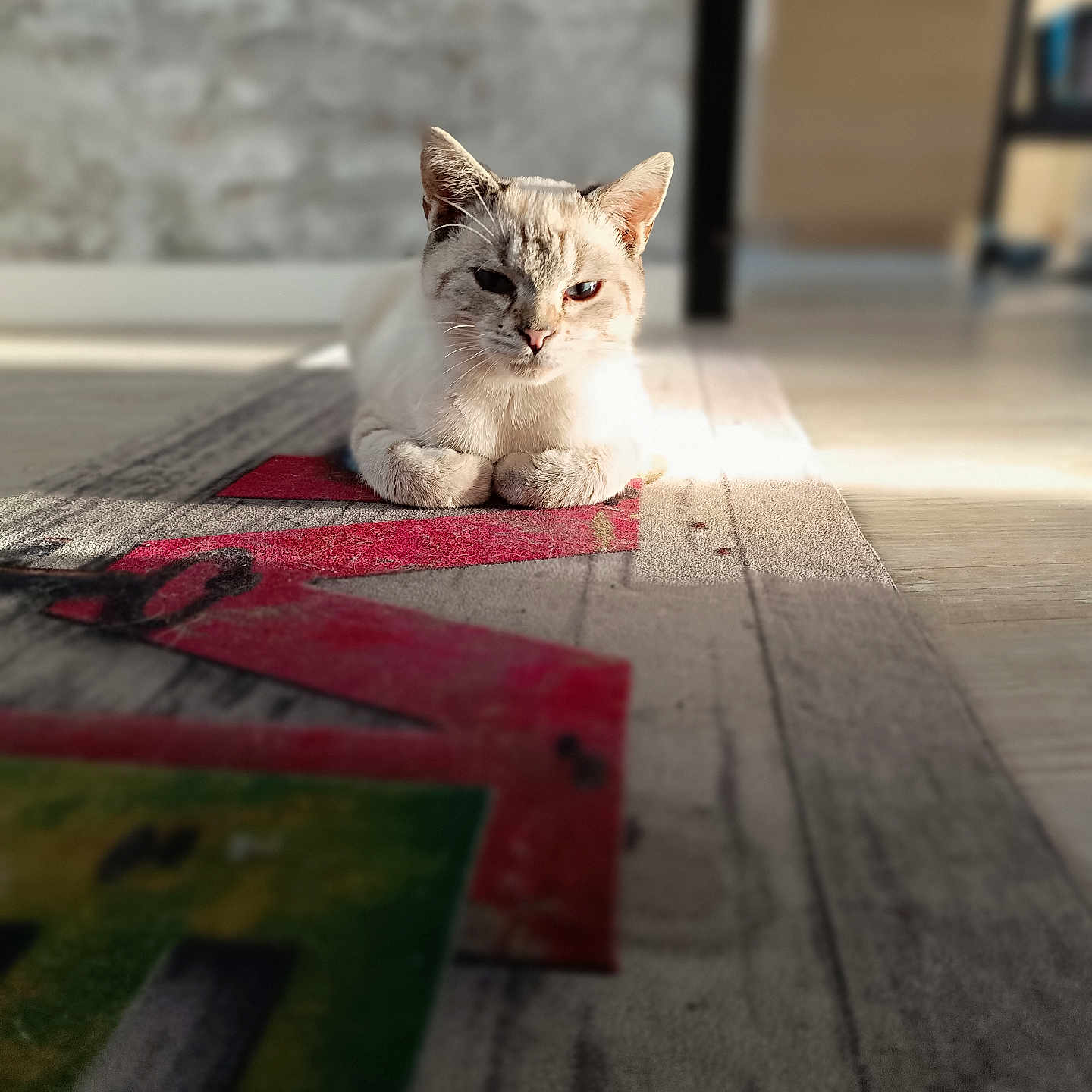 Amazon participe au concours pour gagner de l'argent avec cette photo : animal, blurred_background, cat, colorful, cozy, domestic, ears, feline, floor, home, indoor, light_and_shadow, mammal, paws, pet, relaxed, resting, rug, sunlight, whiskers