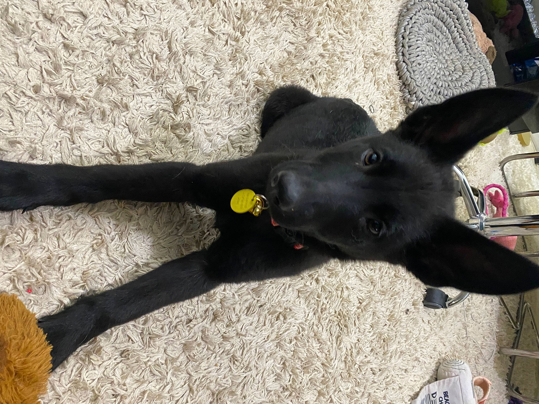 Azula joined the competition — help win amazing prizes! borador, canidae, carnivore, collar, companion_dog, dog, dog_breed, dog_collar, fashion_accessory, fur, leash, non_sporting_group, shadow, shelf, sporting_group, tail, terrestrial_animal, whiskers, working_animal