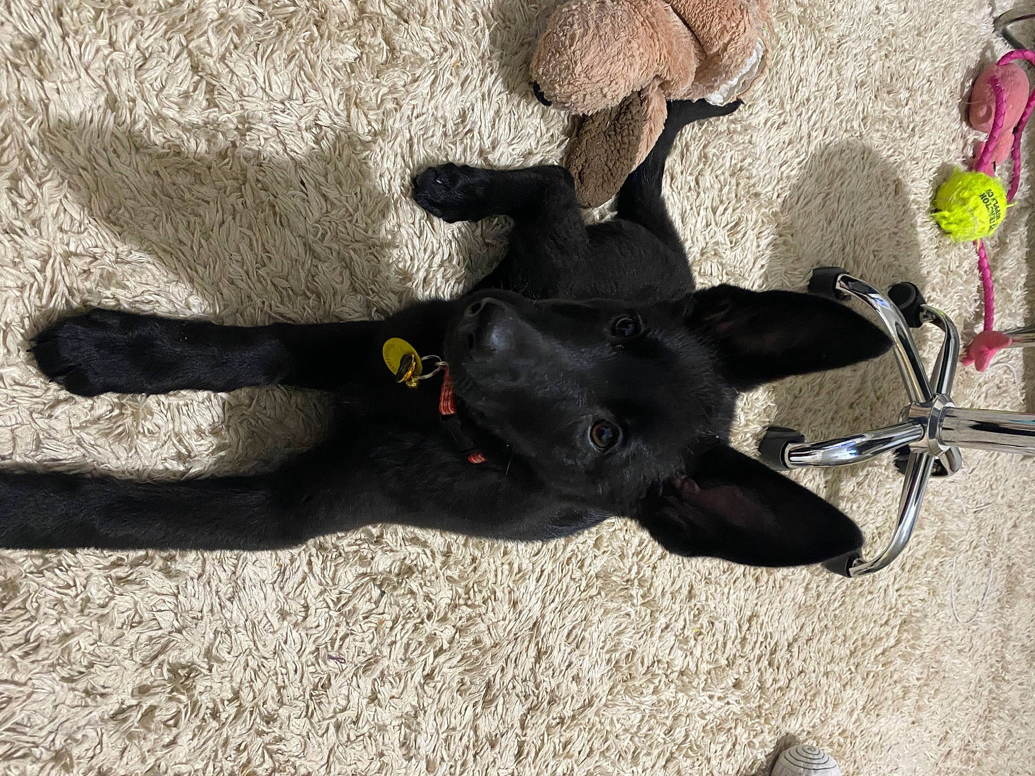 Azula is registered to the contest to win money with this photo: asphalt, bicycle, bicycle_tire, bicycle_wheel, canidae, carnivore, collar, concrete, dog, dog_breed, fawn, leash, road_surface, sand, shadow, snout, sporting_group, tail, terrestrial_animal, working_animal