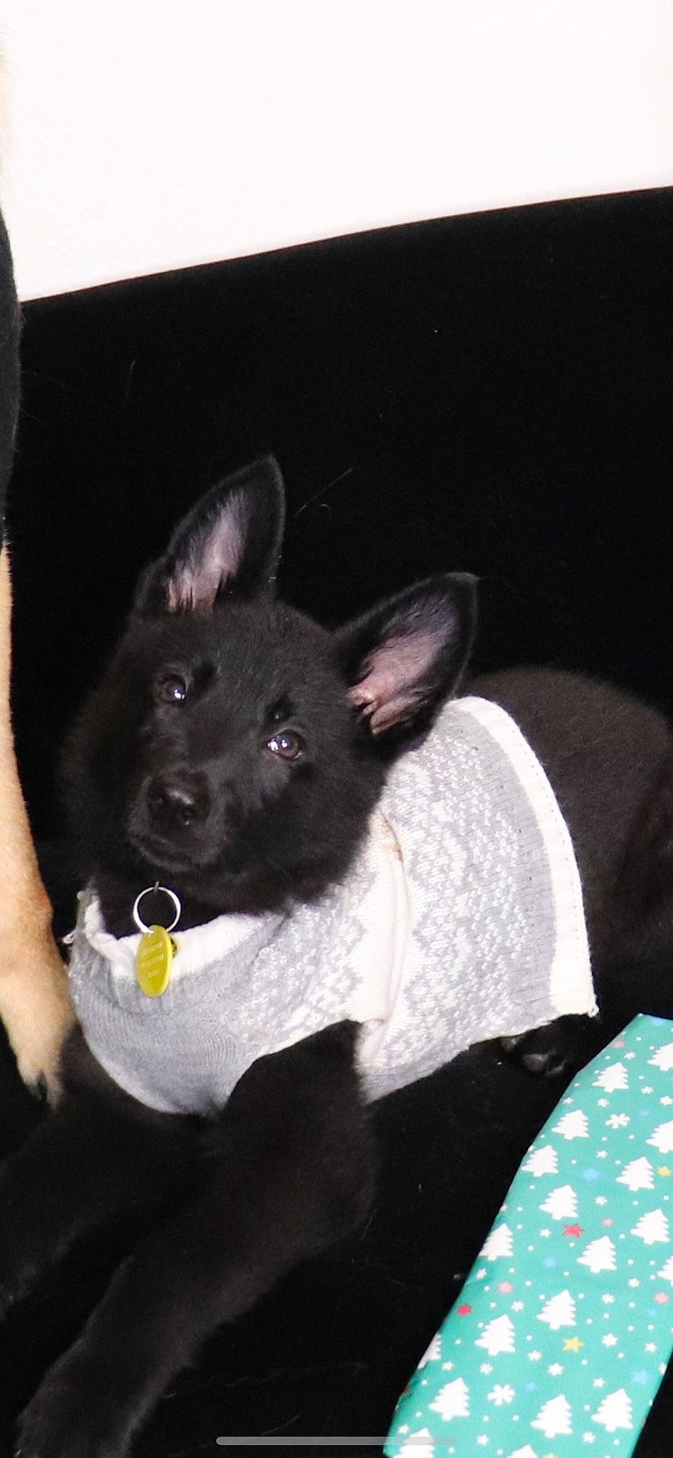 Azula joined the competition — help win amazing prizes! canidae, carnivore, comfort, companion_dog, dog, dog_breed, ear, fawn, felidae, fur, non_sporting_group, sitting, small_to_medium_sized_cats, snout, sporting_group, tail, whiskers, working_animal