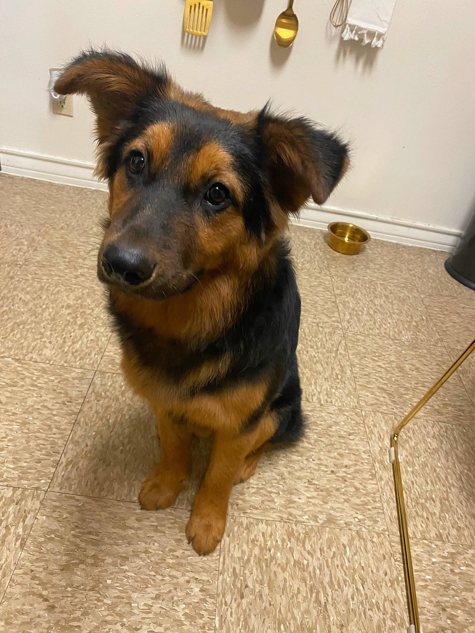 Zuko joined the competition — help win amazing prizes! canidae, carnivore, companion_dog, dog, dog_breed, fawn, flooring, fur, paw, snout, sporting_group, terrestrial_animal, whiskers, working_dog