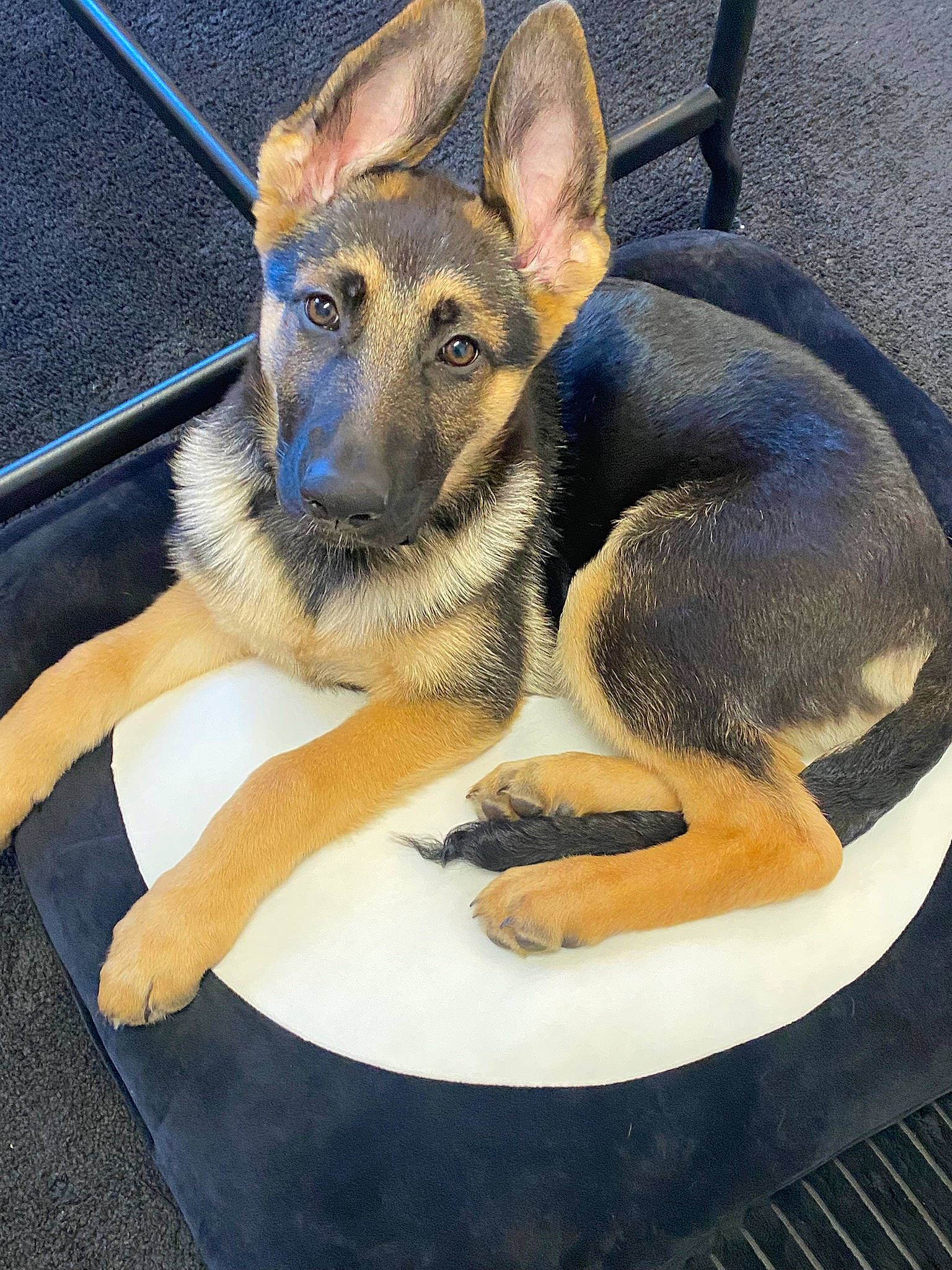 Asami joined the competition — help win amazing prizes! canidae, carnivore, comfort, dog, dog_breed, east_european_shepherd, eye, fawn, foot, fur, german_shepherd_dog, old_german_shepherd_dog, paw, pet_supply, terrestrial_animal, working_animal, working_dog