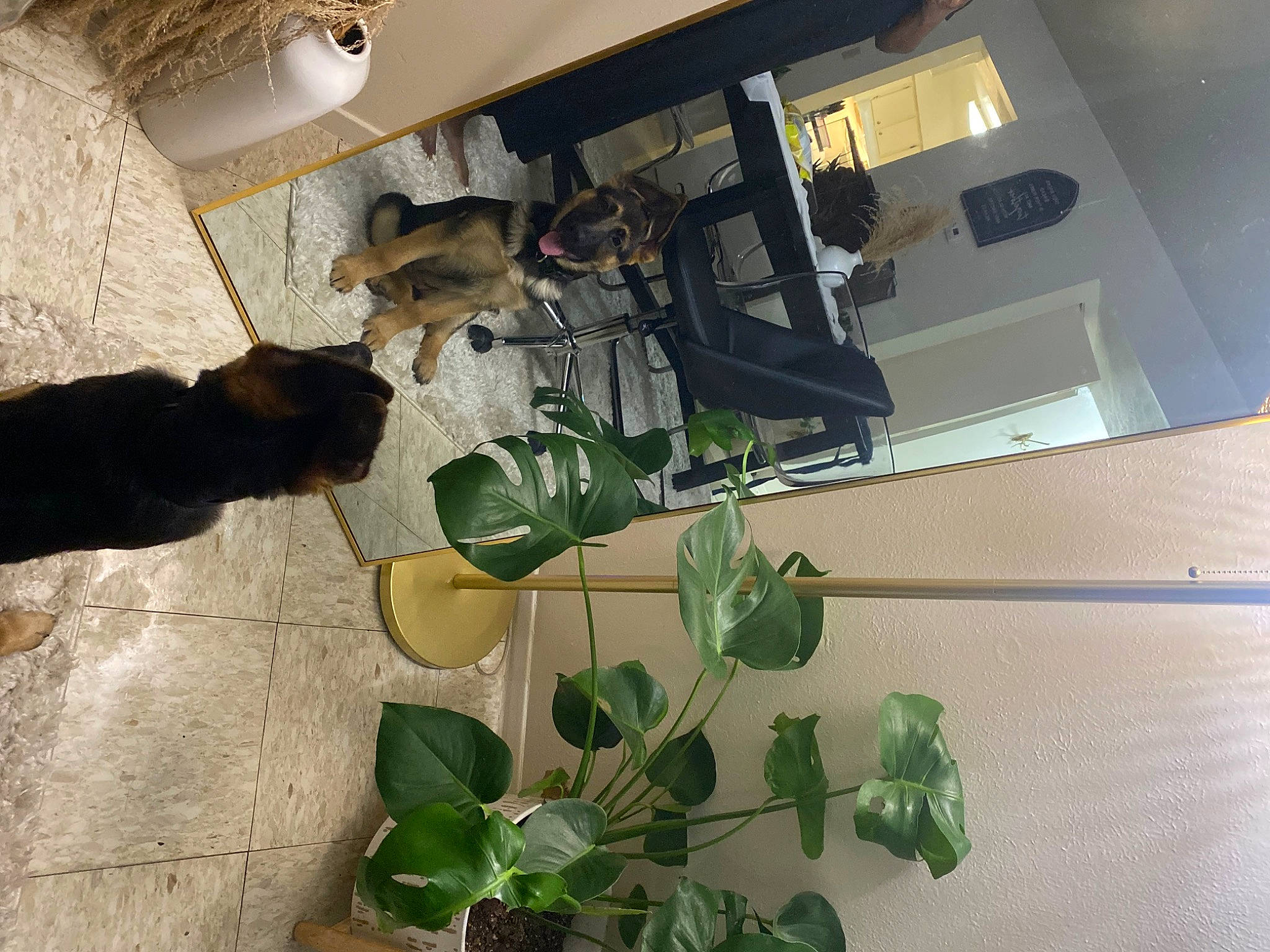 Asami joined the competition — help win amazing prizes! building, ceiling, dog, flooring, flower, flowering_plant, flowerpot, glass, hardwood, herb, houseplant, machine, plant, room, shade, shadow, tints_and_shades, wood