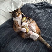 Gracie is registered to the contest to win money with this photo: animal, bed, blanket, cat, comfort, cozy, cute, domestic, feline, fur, indoor, pet, pink_paws, playful, relaxed, resting, sleep_area, striped_fur, toy_fish, white_paws