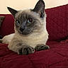 Midna is registered to the contest to win money with this photo: animal, bed, blue_eyes, burgundy, cat, close_up, cream_fur, cute, dark_face, dark_paws, home, indoors, lounging, pet, pointed_ears, portrait, quilt, siamese_cat, sitting, whiskers