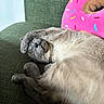 Midna joined the competition — help win amazing prizes! cat, closeup, couch, cozy, cream_fur, donut_pillow, funny, fur, gray_cat, indoor, paw, pet, pillow, pink, relaxed, sleeping, sofa, sprinkles, upside_down, whiskers