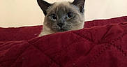 Midna is registered to the contest to win money with this photo: cat, kitten, blue_eyes, gray_fur, pointed_ears, whiskers, animal, pet, portrait, close_up, indoors, bedroom, blanket, red_blanket, cozy, peeking, sitting, looking_at_camera, soft_lighting, home