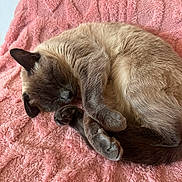 Midna is registered to the contest to win money with this photo: animal_portrait, cat, cozy, curled_up, cute, ears, feline, fluffy, fur, indoors, nap, paws, pet, pink_blanket, relaxed, resting, siamese_cat, sleeping, tail, whiskers