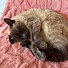 animal_portrait, cat, cozy, curled_up, cute, ears, feline, fluffy, fur, indoors, nap, paws, pet, pink_blanket, relaxed, resting, siamese_cat, sleeping, tail, whiskers