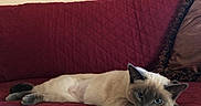Midna joined the competition — help win amazing prizes! animal, blue_eyes, burgundy, cat, couch, cream_fur, cushion, dark_face, dark_paws, home_decor, indoor, lying_down, pet, pointed_ears, portrait, relaxed, siamese_cat, sleepy, sofa, whiskers