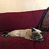 Midna joined the competition — help win amazing prizes! cat, siamese_cat, blue_eyes, indoor, sofa, couch, cushion, burgundy, lying_down, relaxed, sleepy, pet, animal, whiskers, pointed_ears, cream_fur, dark_face, dark_paws, portrait, home_decor