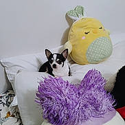 Little Pepper joined the competition — help win amazing prizes! dog, chihuahua, bed, pillow, plush_toy, yellow, purple, white_wall, indoor, cute, small_dog, resting, fluffy, stuffed_animal, animal, pet, decor, soft, relaxing, cozy