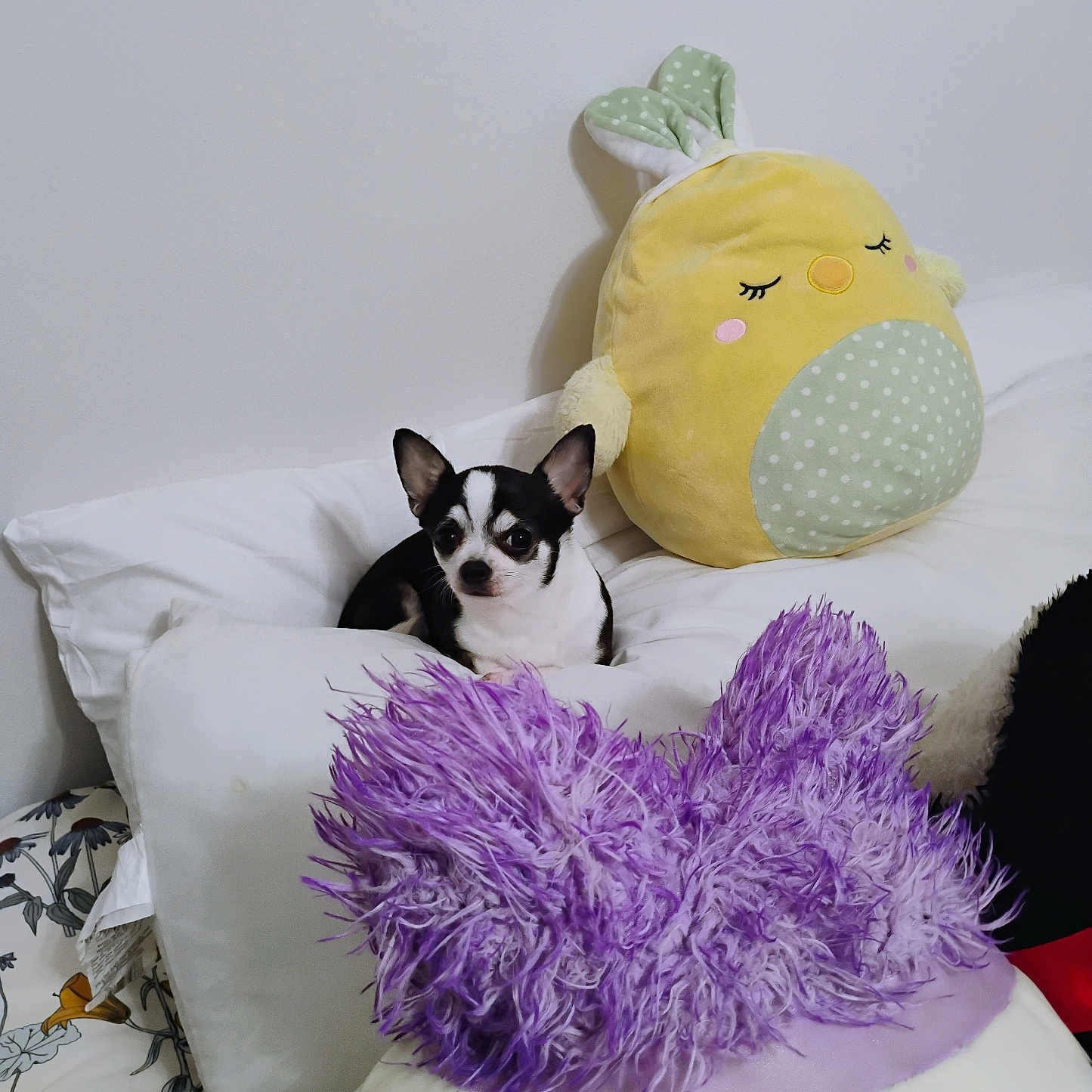 Little Pepper joined the competition — help win amazing prizes! animal, bed, chihuahua, cozy, cute, decor, dog, fluffy, indoor, pet, pillow, plush_toy, purple, relaxing, resting, small_dog, soft, stuffed_animal, white_wall, yellow