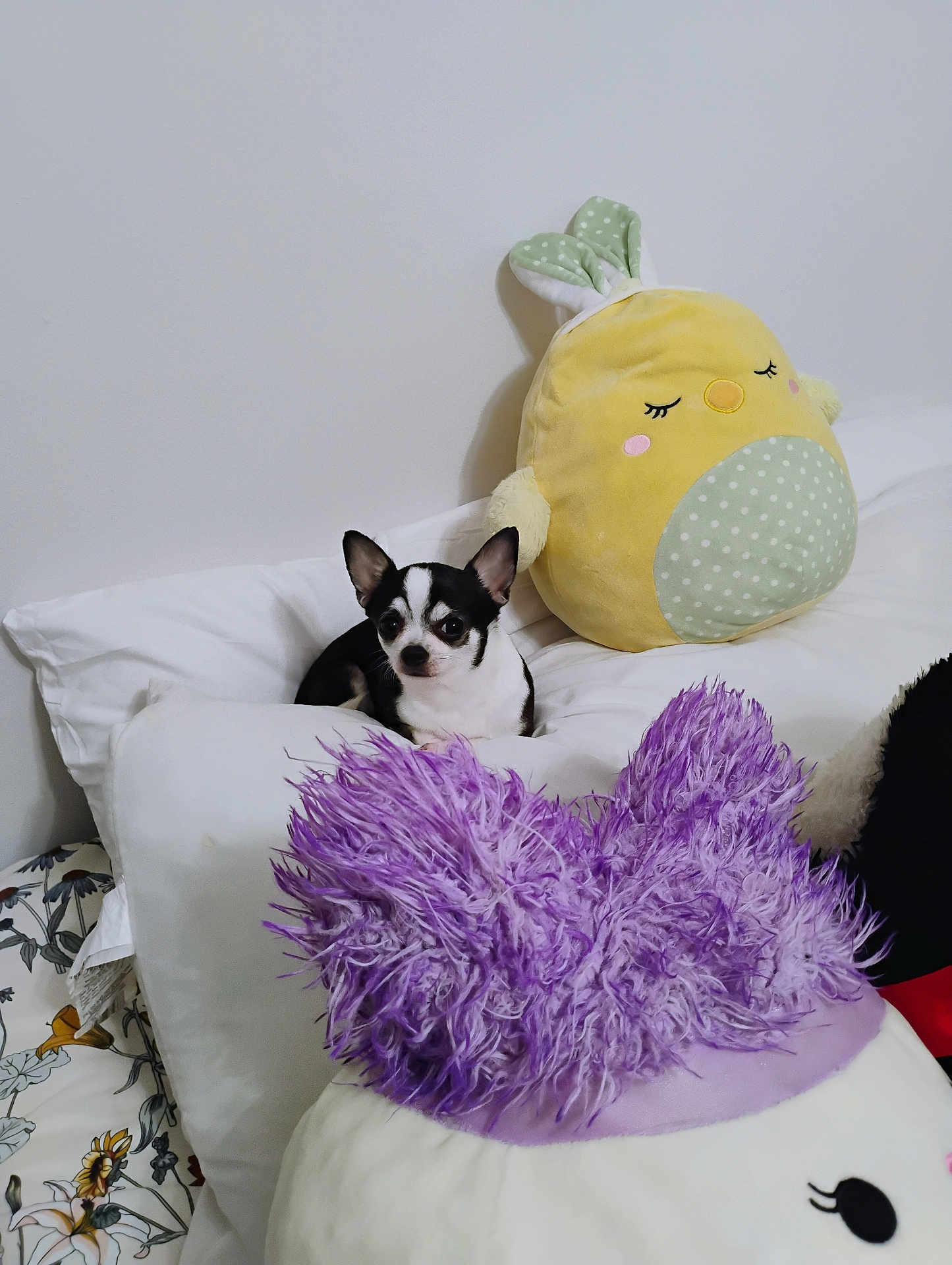 Little Pepper joined the competition — help win amazing prizes! dog, chihuahua, bed, pillow, plush_toy, yellow, purple, white_wall, indoor, cute, small_dog, resting, fluffy, stuffed_animal, animal, pet, decor, soft, relaxing, cozy