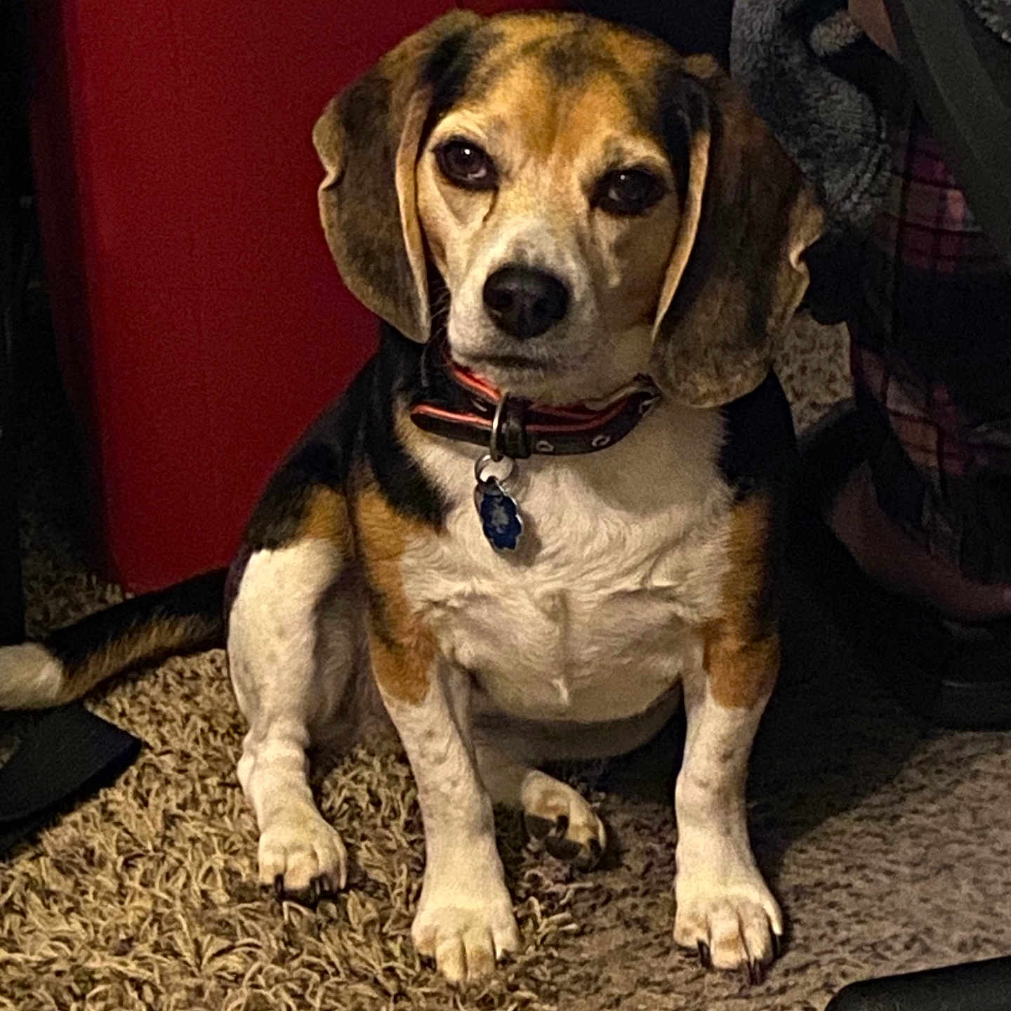 Fenway Kaye is registered to the contest to win money with this photo: accessories, animal, baby, beagle, bulldog, canine, collar, dog, hound, leash, person, pet, puppy, snout, strap