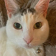 Snowball joined the competition — help win amazing prizes! cat, white_cat, close_up, green_eyes, pet, animal, feline, whiskers, collar, bell, face, ears, nose, fur, domestic_cat, indoor, curious, soft_texture, blanket, portrait