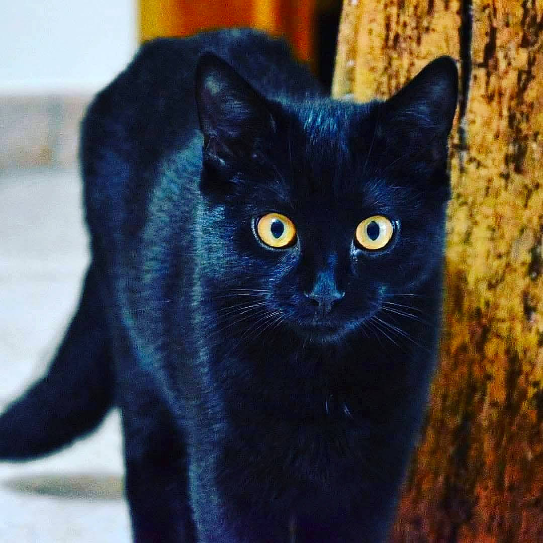 Titi a rejoint le concours — aidez-le/la à gagner de superbes lots ! art, black_cat, bombay, carnivore, cat, domestic_short_haired_cat, electric_blue, felidae, fur, small_to_medium_sized_cats, snout, tail, terrestrial_animal, whiskers