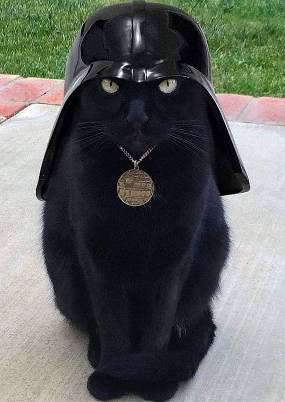 Titi participe au concours pour gagner de l'argent avec cette photo : animal_figure, bird_of_prey, cape, costume, eyewear, fashion_accessory, formal_wear, fur, hat, leather, personal_protective_equipment, sleeve, snout, terrestrial_animal, toy