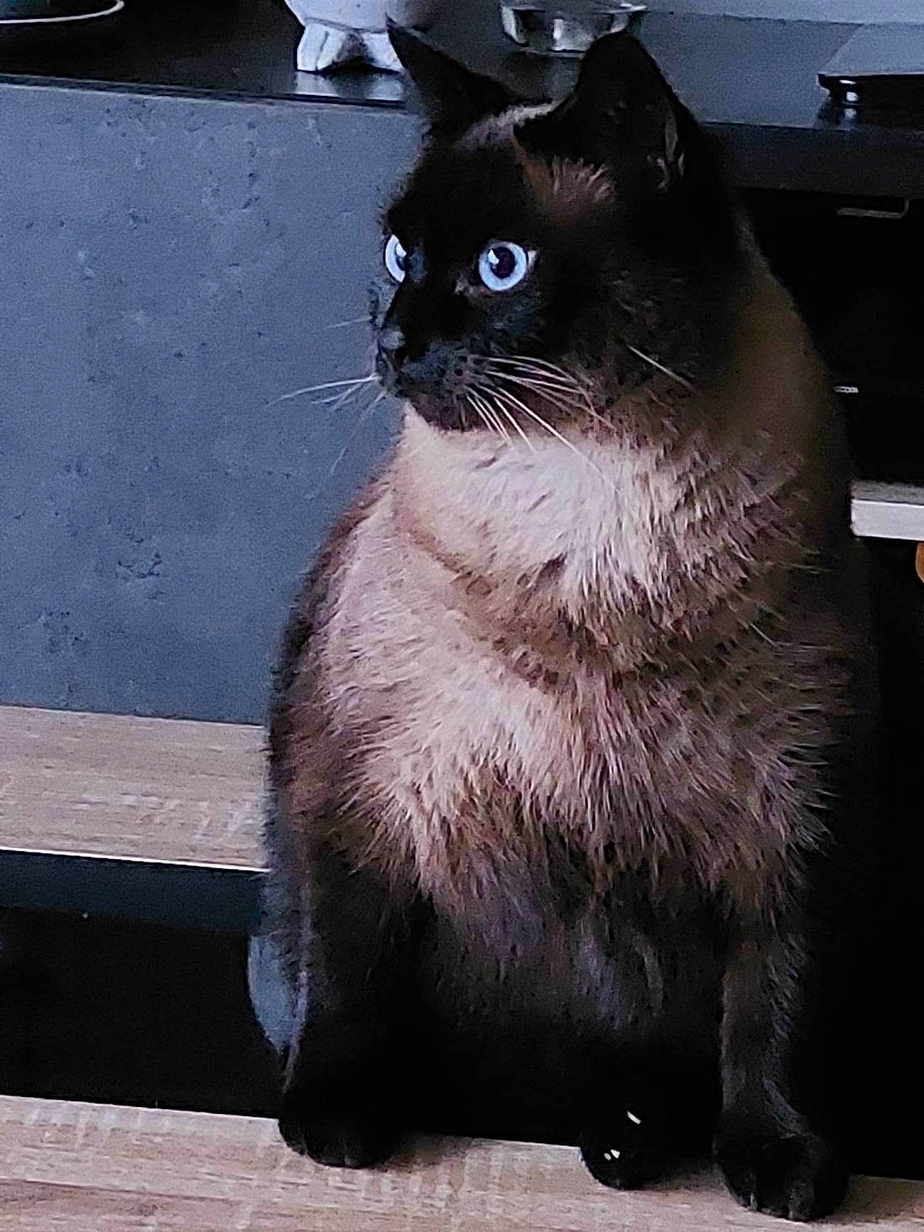 Nala a rejoint le concours — aidez-le/la à gagner de superbes lots ! black_cat, carnivore, cat, domestic_short_haired_cat, door, electric_blue, felidae, fur, grey, iris, photo_caption, siamese, sitting, small_to_medium_sized_cats, snout, tail, terrestrial_animal, thai, whiskers, window