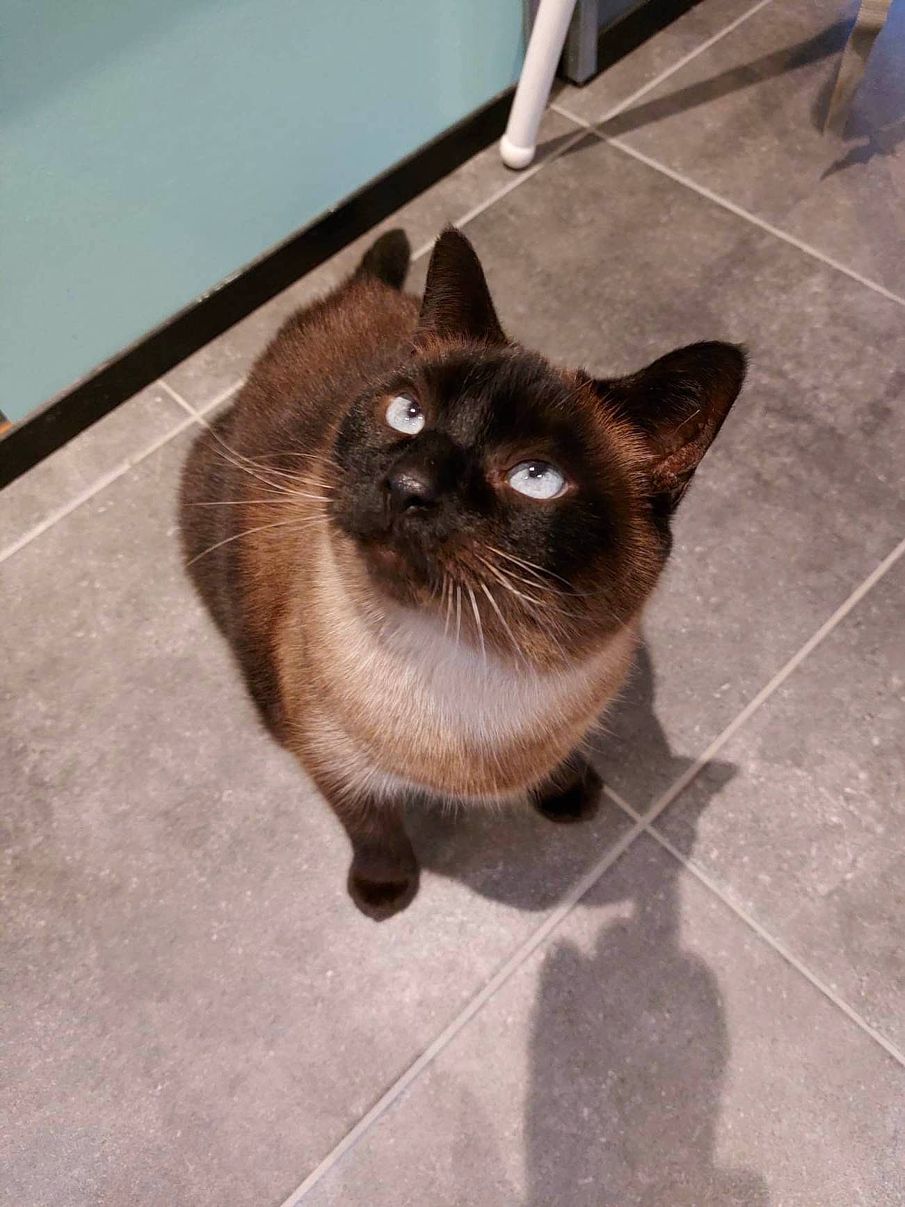 Nala a rejoint le concours — aidez-le/la à gagner de superbes lots ! carnivore, cat, domestic_short_haired_cat, eye, fawn, felidae, floor, flooring, foot, fur, road_surface, siamese, small_to_medium_sized_cats, snout, tail, thai, tile, tile_flooring, whiskers, wood