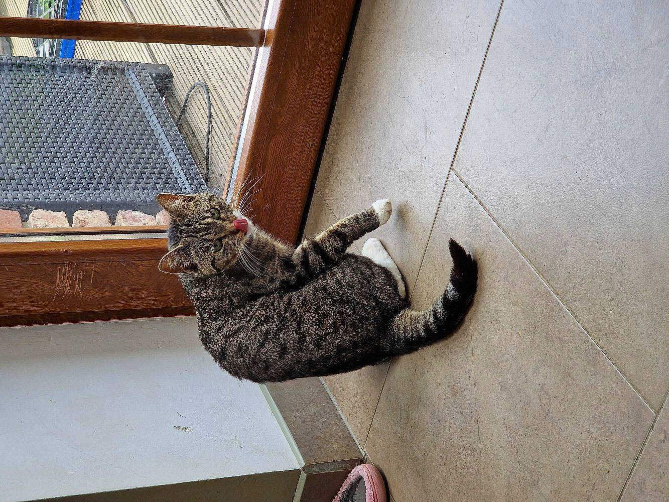 Luna participe au concours pour gagner de l'argent avec cette photo : carnivore, cat, claw, domestic_short_haired_cat, felidae, floor, flooring, fur, mesh, paw, sitting, small_to_medium_sized_cats, snout, tail, terrestrial_animal, whiskers, wildlife, window, wood