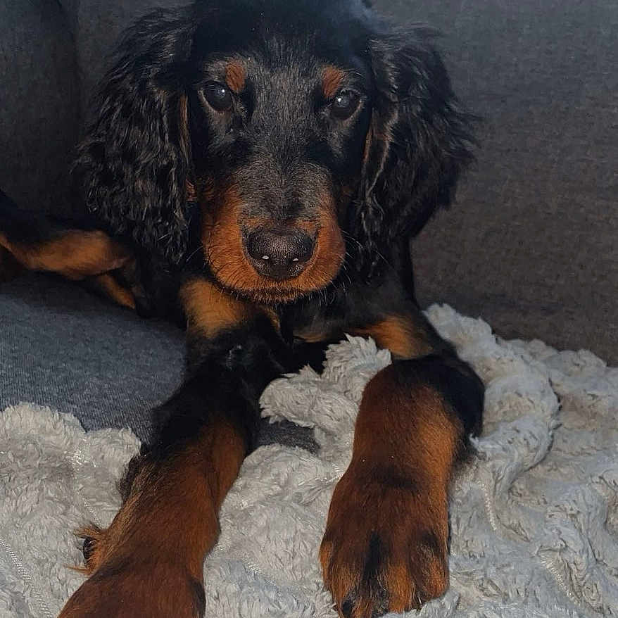 Ares participe au concours pour gagner de l'argent avec cette photo : animal, black, blanket, brown, canine, closeup, couch, cozy, cute, dog, ears, face, fur, home, indoor, laying, paw, pet, puppy, resting