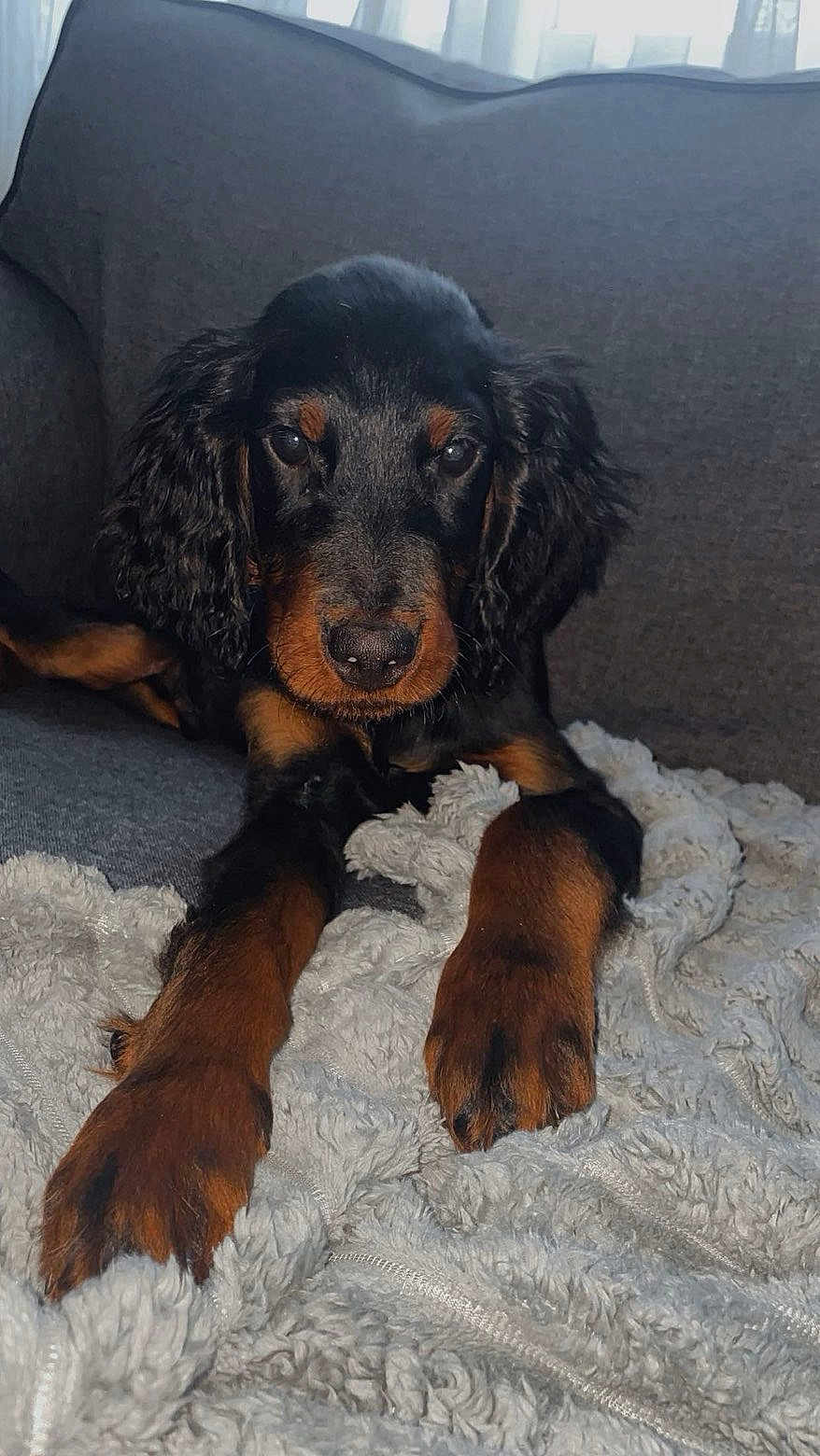 Ares participe au concours pour gagner de l'argent avec cette photo : dog, puppy, black, brown, couch, blanket, indoor, pet, fur, paw, closeup, laying, canine, face, ears, cute, animal, resting, home, cozy