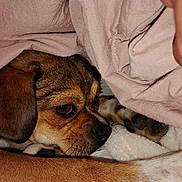 Sister Bear is registered to the contest to win money with this photo: dog, puppy, brown_fur, blanket, cozy, resting, paw, snuggle, indoor, soft_texture, close_up, sleepy, cute, pet, animal, fur, relaxed, comfort, laying, warm