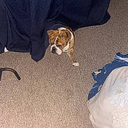 Tank joined the competition — help win amazing prizes! animal, beige, blue, brown, bulldog, carpet, curious, curtain, dog, domestic, fabric, floor, furniture_leg, household, indoor, peeking, pet, shadow, white, white_paw