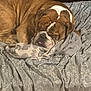 Tank is registered to the contest to win money with this photo: animal, bed, blanket, bulldog, canine, comfort, cozy, cute, dog, fur, gray, indoors, napping, patterned, pet, relaxation, resting, sleeping, tongue_out, wrinkles