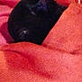 Alaska participe au concours pour gagner de l'argent avec cette photo : person, cat, black_cat, red_sweater, close_up, indoors, resting, cozy, furry, pet, animal, face_partial, chest, warm_clothing, blurred, grainy, comfort, relaxation, indoor_lighting, human