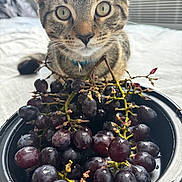 Kesha Cole is registered to the contest to win money with this photo: cat, tabby_cat, grapes, bowl, fruit, curious, close_up, indoor, pet, animal, food, table, natural_light, still_life, domestic, feline, eyes, whiskers, collar, background_blur